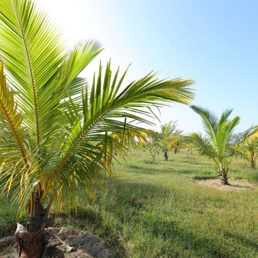 Kayjay Palms Hotel Passikudah Exterior foto